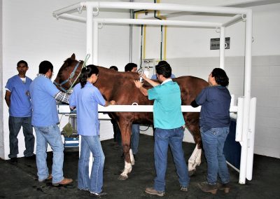 Facultad de Medicina Veterinaria y Zootecnia